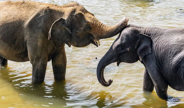 Elephants Bathing River Wild Animals Sri Lanka — Stock Photo, Image