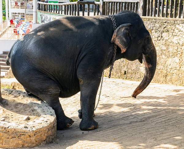 Olifanten Wilde Dieren Sri Lanka — Stockfoto