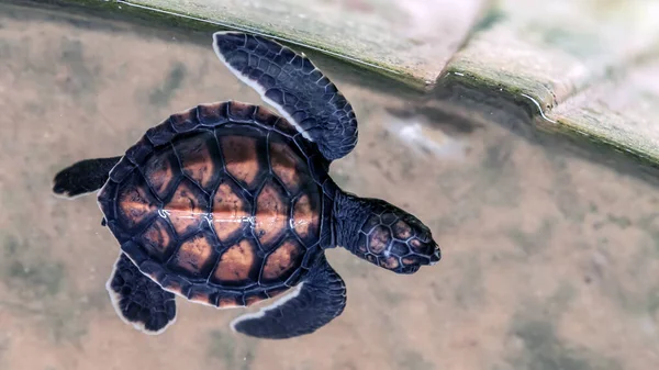 Porträtt Baby Havet Sköldpadda Tillbaka Simning Terrapin Sri Lanka — Stockfoto