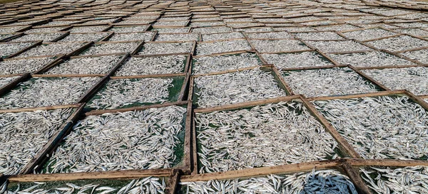 Dried Salted Fish Vietnam Mui Phan Thiet — Stock Photo, Image