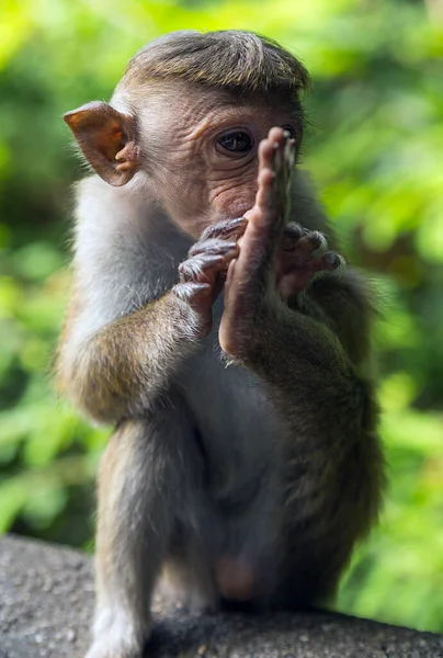 Toque Macaque Monkey Spädbarn Sri Lanka Macaca Sinica Med Gyllenbrun — Stockfoto