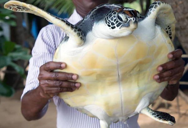 Hand Van Man Met Groene Zeeschildpad Close Farm Broederij Sri — Stockfoto