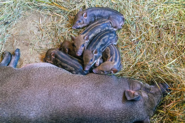 Vietnamees Biggetje Moederdier Met Jonge Veeteelt — Stockfoto