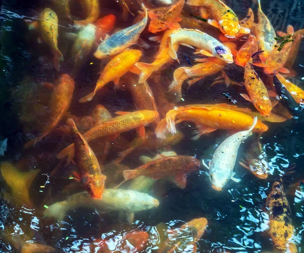 Aranyhal Ponty Állat Japán Színes Ponty Japán Halak Úszás Tetején — Stock Fotó