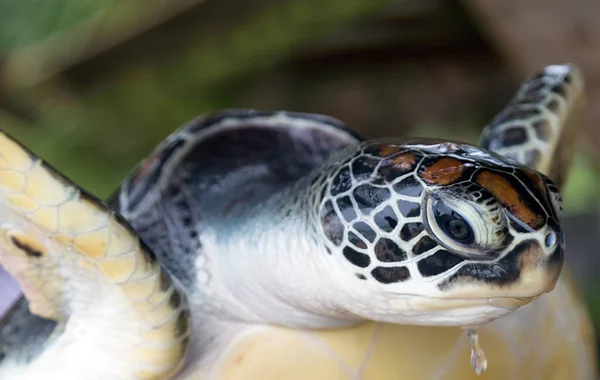 Portret Groene Zeeschildpad Chelonia Mydas Zeedier Voorgrond — Stockfoto