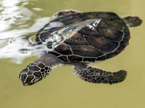 Zeeschildpad Duik Oceaanwater — Stockfoto