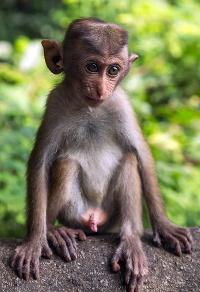Toque Spädbarn Macaque Monkey Sri Lanka Macaca Sinica Med Gyllenbrun — Stockfoto
