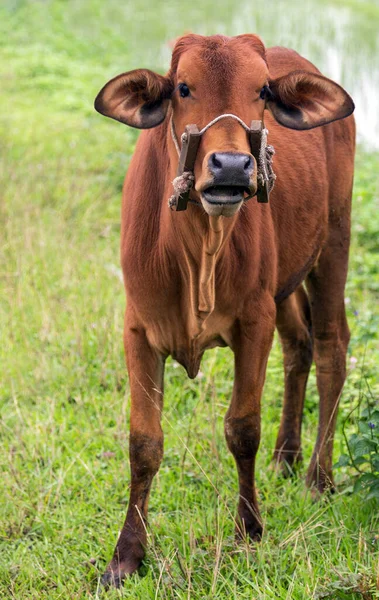 村の牧草地に牛の家畜 — ストック写真