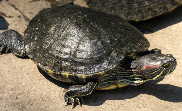 Moeder Schildpad Schildpad Wandelen Pad Land — Stockfoto