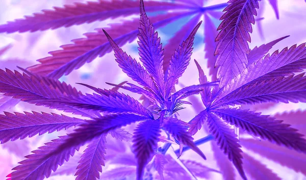Infrared Image Marijuana Cannabis Leaves Dark Blue Purple Tone Color — Stock Photo, Image