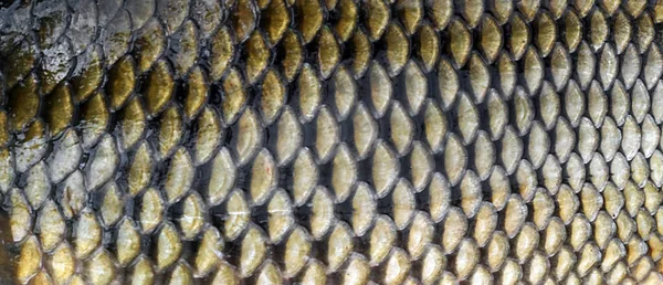 Fischschuppen Karpfen Hintergrund Muster — Stockfoto
