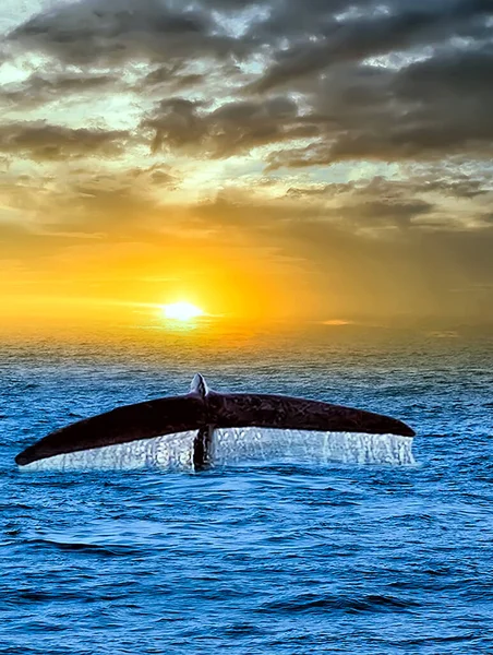 クジラの大規模なテールザトウクジラの滝水海の景色に飛び込むサンセットドーン日の出 ミリッサ野生生物インドの海スリランカ — ストック写真
