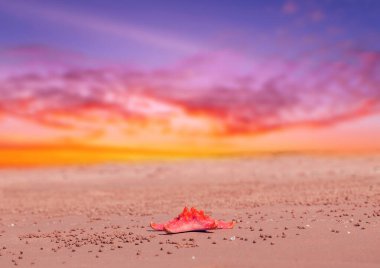 Günbatımında ya da gündoğumunda deniz yıldızı ya da yaz tatili Karayip tatil kavramı cennet arka plan duvar kağıdı