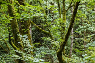Portland, Orego 'daki Columbia Vadisi' ndeki Latourell Şelalesi boyunca.