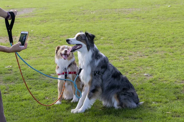 2人の友人-ボーダーコリー犬が隣に座っている — ストック写真