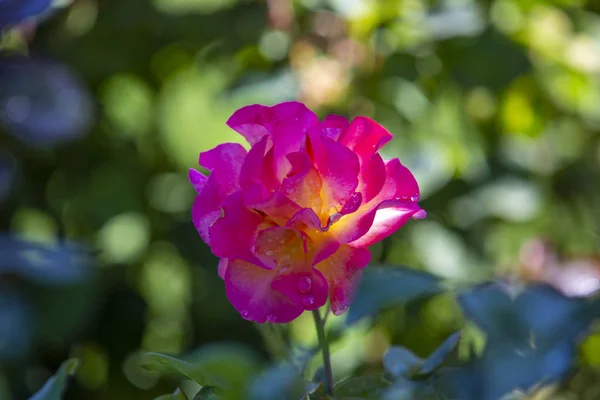 Крупный план изолированной фиолетовой розы из Интернационала — стоковое фото
