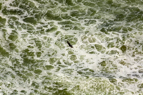 Uccello sull'Oceano Pacifico. Oregon — Foto Stock