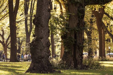 Sonbaharda Central Park Alışveriş Merkezi 'nde. New York Şehri