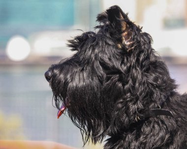 Dev Schnauzer. Şehir parkındaki Dev Schnauzer..