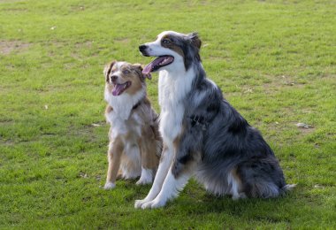 Yan yana oturan iki çoban köpeği.