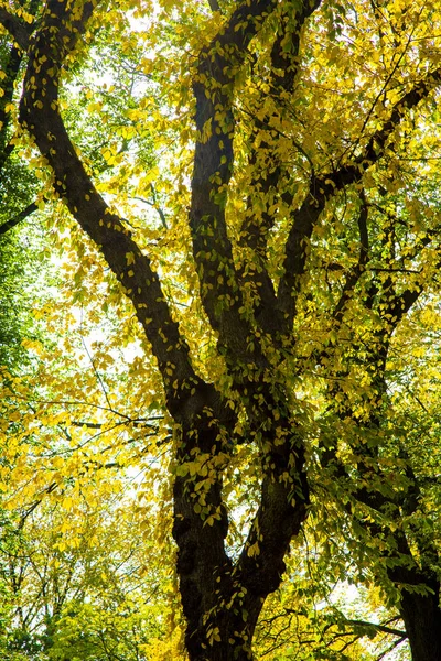 Beautiful park in Beautiful city — Stock Photo, Image