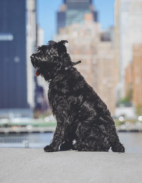 Dev Schnauzer. Şehir parkındaki Dev Schnauzer.. — Stok fotoğraf