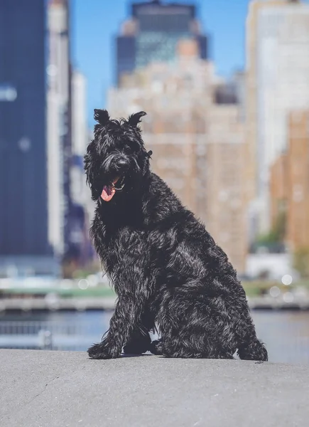 Jättebra Schnauzer. Jätten Schnauzer i stadsparken. — Stockfoto