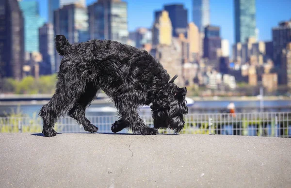 Dev Schnauzer. Şehir parkındaki Dev Schnauzer.. — Stok fotoğraf