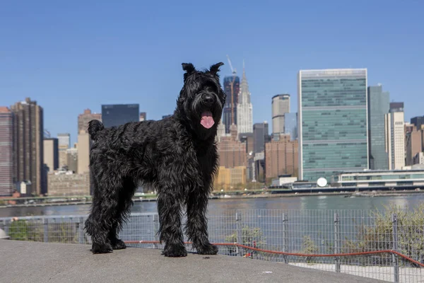 Óriási Schnauzer. Az Óriás Schnauzer a Városligetben. — Stock Fotó