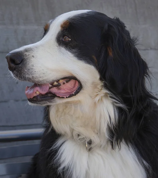 Bernese Mountain Dog retrato . — Foto de Stock