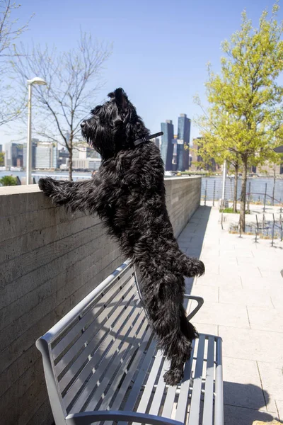 Jättebra Schnauzer. Jätten Schnauzer i stadsparken. — Stockfoto