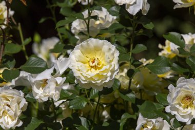 Close-up image of  roses from the International Rose  Garden in 