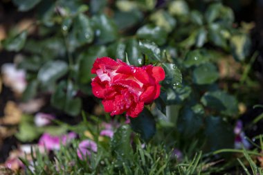 Close-up image of  roses from the International Rose  Garden in 
