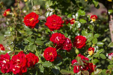 Close-up image of  roses from the International Rose  Garden in 