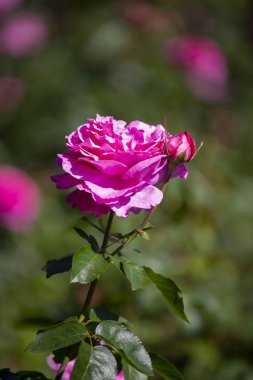 Close-up image of  roses from the International Rose  Garden in 