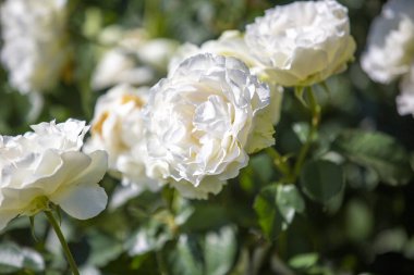 Close-up image of  roses from the International Rose  Garden in 