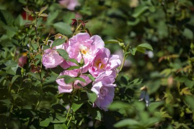 Close-up image of  roses from the International Rose  Garden in 
