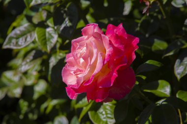 Close-up image of  roses from the International Rose  Garden in 