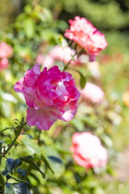 Close-up image of  roses from the International Rose  Garden in 