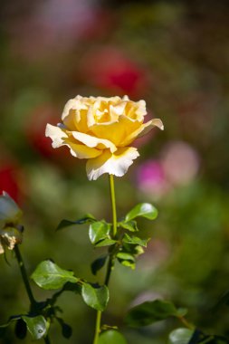 Close-up image of  roses from the International Rose  Garden in 