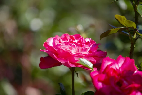 Zbliżenie obraz róż z Międzynarodowego Ogrodu Różanego w — Zdjęcie stockowe