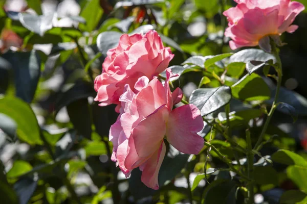 Close-up image of  roses from the International Rose  Garden in — Stockfoto