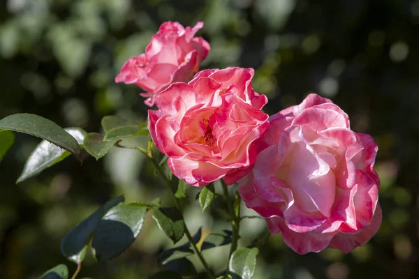 Крупный план роз из Международного Розового сада в — стоковое фото