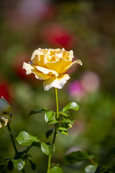 Крупный план роз из Международного Розового сада в — стоковое фото