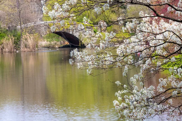 Wiosna 2020 Koronawirus Central Park Nowy Jork Most Gapstow Wiosną — Zdjęcie stockowe