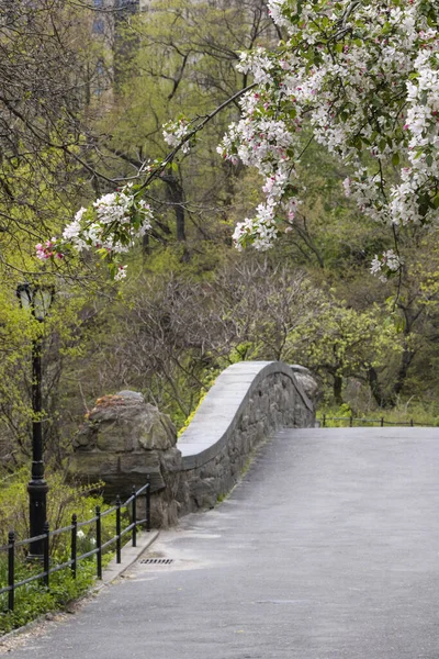 2020年春 Coronavirus Central Park New York Ccity Gapstow Bridge Spring — 图库照片