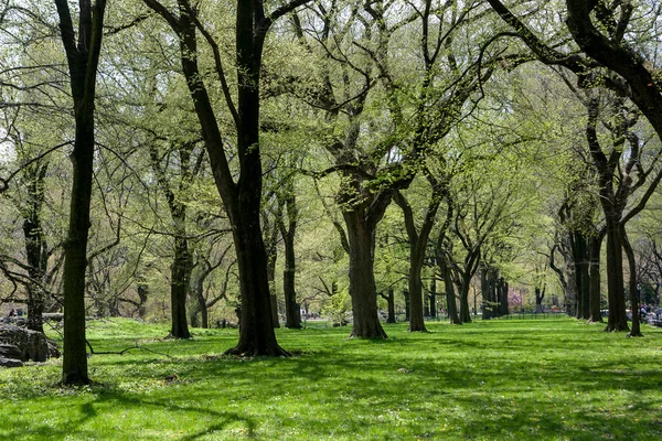 Весною Центральний Парк Манхеттен Нью Йорк — стокове фото