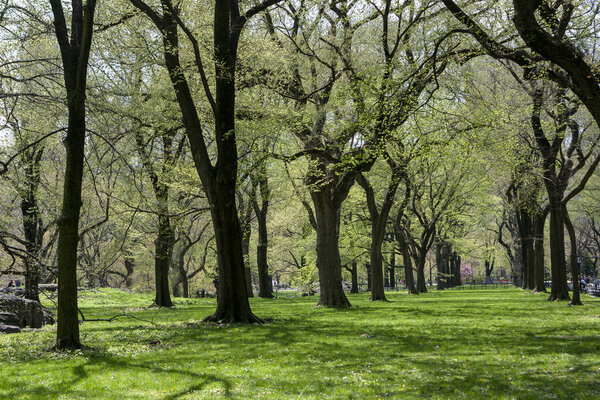 Central Park, Manhattan, New York City in spring