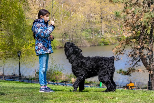 Lovely Young Girl Training Giant Schnauzer Central Park — Stock Photo, Image