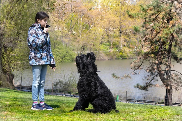 Lovely Young Girl Training Giant Schnauzer Central Park — Stock Photo, Image